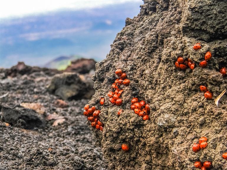 Lieveheerstbeestjes op de Etna