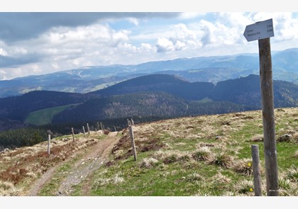 Belchen: de mooiste berg van het Zwarte Woud