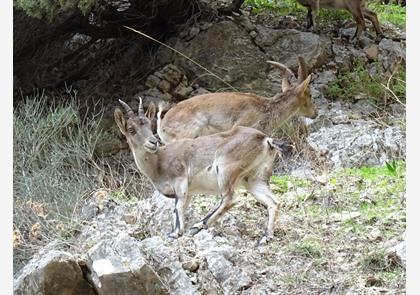 Wandelen op de Caminito del Rey: tickets reserveren en tips