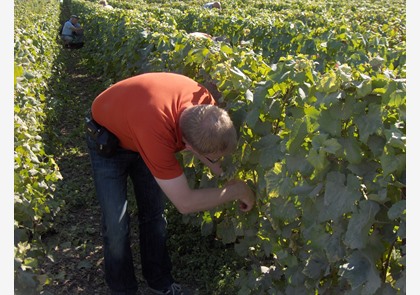 Champagnewijnen: Wat je moet weten over Champagne