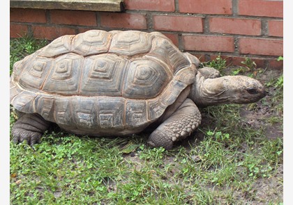 Lille: Citadelle en Zoo