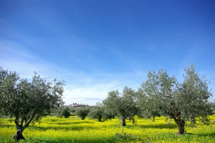 Foto's Portugal: Noord- en Centraal Portugal, Alentejo & Dourovallei