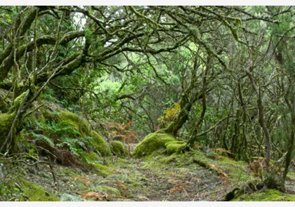 La Gomera: hét eiland voor de natuurliefhebber