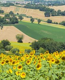 Reisgids Le Marche - De Marken