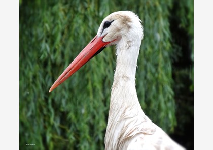 De bezienswaardigheden van Hunawihr