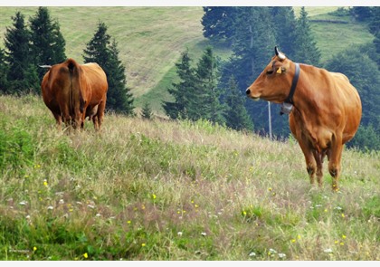 Beklim de Petit Ballon in Elzas-Vogezen