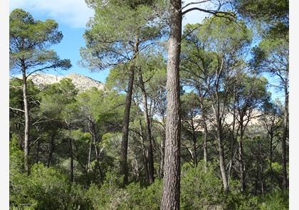 Natuurpark Sierra Espuña in regio Murcia