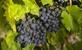 Bourgogne: wijnregio's