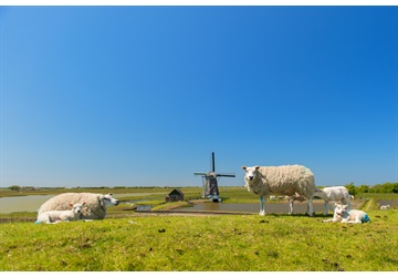 Texel: Schapenmuseum, historische schepen, ...