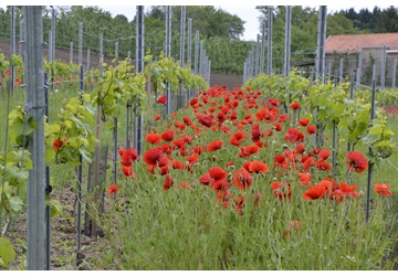 Domein Marsnil: een nieuwe wijngaard in Haspengouw