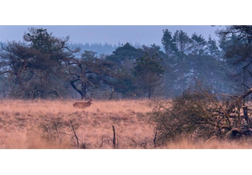 Verhalen uit De Hoge Veluwe