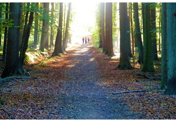 Ontdek de betoverende wandelpaden van België