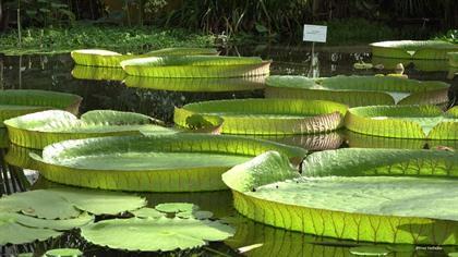 Plantentuin Meise heropent paviljoen