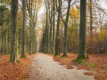 Tervuren toont zich in herfstkleuren