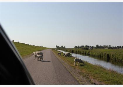 vakantie Friesland