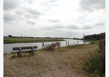 vakantie Maasland