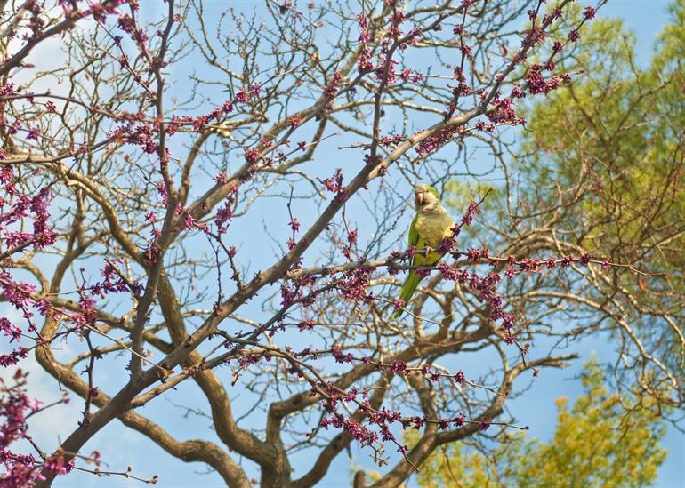 Papegaai in Park Güell