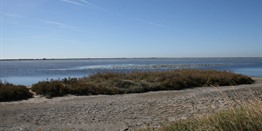 Camargue