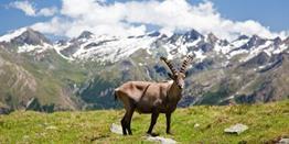 Gran Paradiso