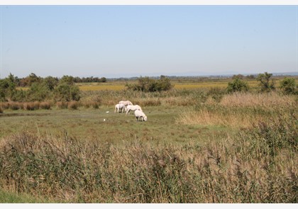 Bezichtig het prachtige Aigues-Mortes in Camargue 