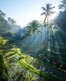Reisgids Bali-Lombok