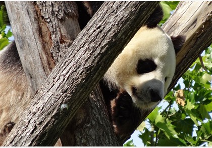 Zoo van Beaval: mét panda's