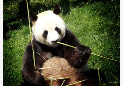 Zoo van Beaval: mét panda's