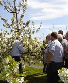 Wanneer zijn er bloesems in Haspengouw?