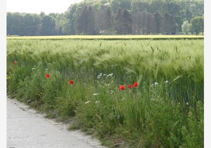 Hageland: verrassend heuvelend Boutersem 