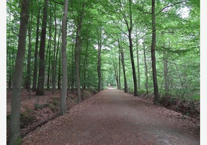 Buggenhout: bos en natuurgebied Vlassenbroek