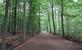 Buggenhout: bos en natuurgebied Vlassenbroek