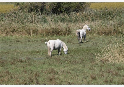 Camargue in de Provence: info en bezienswaardigheden