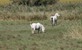 Camargue in de Provence: info en bezienswaardigheden