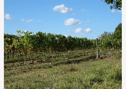 Vakantie Chianti-streek: proeven en genieten 