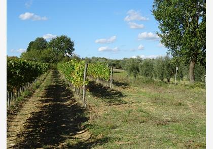 Vakantie Chianti-streek: proeven en genieten 