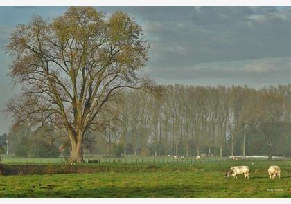 Leiestreek: Deinze pakt uit met zijn troeven