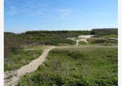 Duinenwandeling, genieten van diverse natuur in duinenlandschap