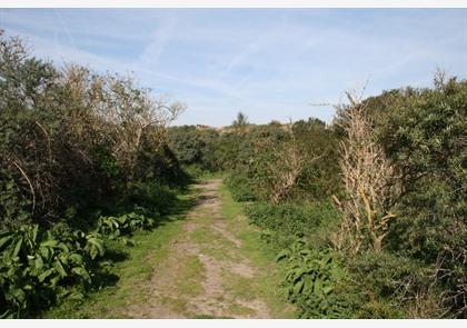 Duinenwandeling, genieten van diverse natuur in duinenlandschap