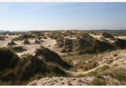 Duinenwandeling, genieten van diverse natuur in duinenlandschap