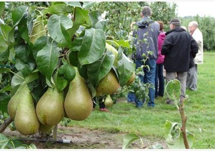 Haspengouw: fietsroutes in het teken van fruit en bier