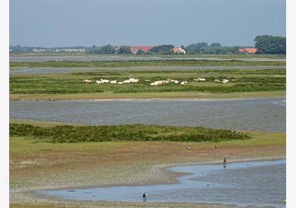 Met 5 fietsroutes dwars door Zeeland, langs fietsknooppunten