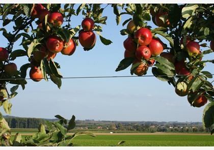 Haspengouw: de gouden regio van fruit