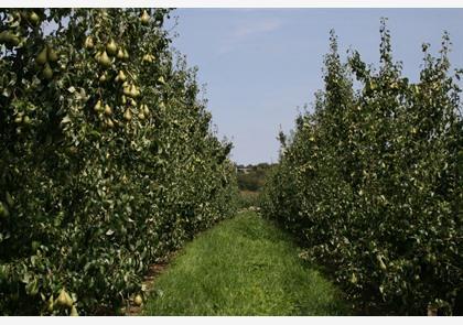 Haspengouw: de gouden regio van fruit