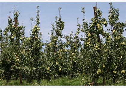 Haspengouw: de gouden regio van fruit