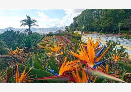 Citytrip Funchal: de kleurrijke hoofdstad van Madeira