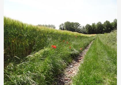 Gaasbeek: wandelen in domein Groenenberg en kasteelpark