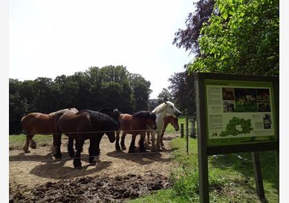 Gaasbeek: wandelen in domein Groenenberg en kasteelpark