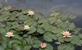 Giverny: woonhuis en tuin van Monet 