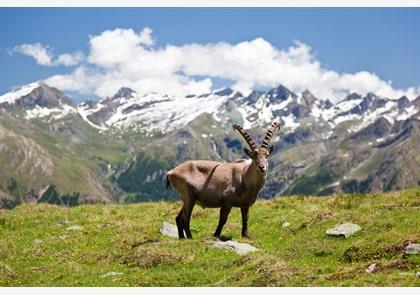 Gran Paradiso: één van de troeven in Aostavallei