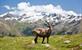 Gran Paradiso: één van de troeven in Aostavallei